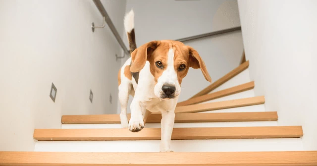 犬が走り回っても滑らない