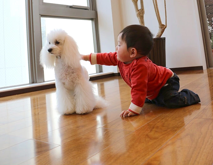 小さなお子様やペットが安心して暮らせる床