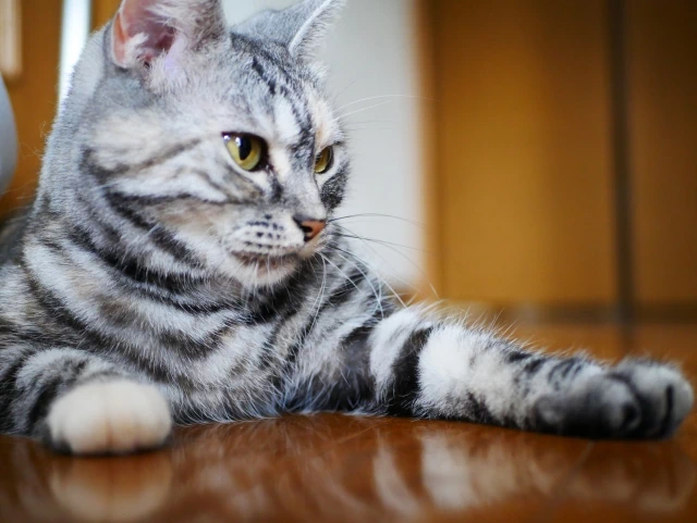 赤ちゃんやペットの目線でチェック