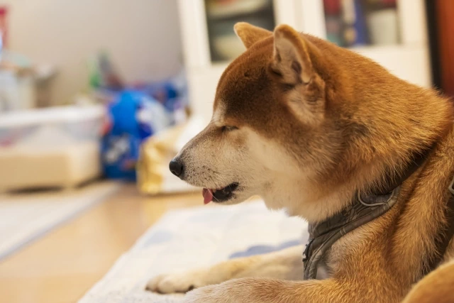 具合が悪そうにも見える柴犬