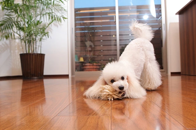 ペットにも安心安全なフロアコーティング「EPCOAT」