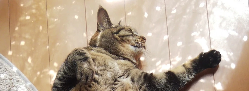 ペットが「そそう」をしてしまった時の掃除方法は？