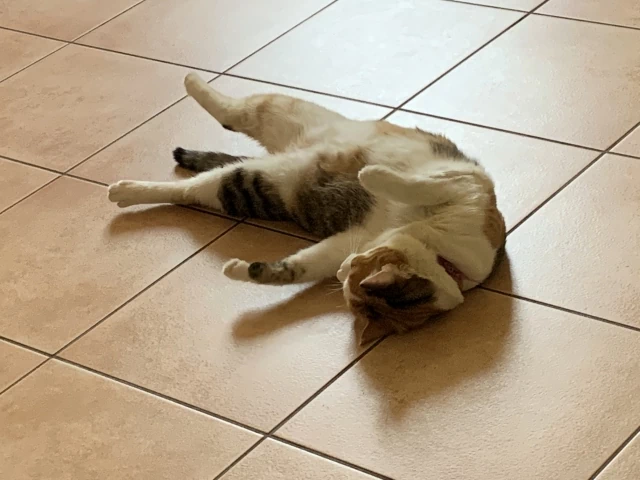 正しいお手入れで快適なフロアタイル空間を