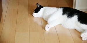 夏のフローリングがベタつく原因と対策｜500人調査でわかった床の不快感